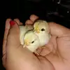 Bapi Gupta - @bapigupta5 - TikTok