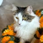 @bar.cat.life - Instagram