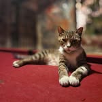Cleo - @barcatcleo - Instagram