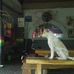 Pacha Reggae Bar Dan Restaurant - Facebook