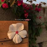 Bara'a ahmad - @baraa_23d - Instagram