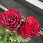 @baraa_alsafi23 - Instagram