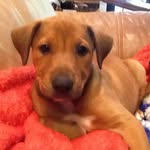 Barb Allen - @greatdane1202 - Instagram