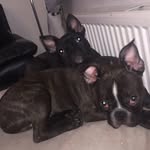Barb_Bailey-thefrenchies - @barb_baileythefrenchies - Instagram