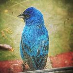 Barb Ballard - @scidmail - Instagram