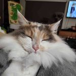Trixie Gorman - @barb.barnetta - Instagram