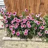 Barb Brock - @barb.brock4 - TikTok