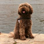 Cody the Barbet (& Checo) - @barbet_cody - Instagram