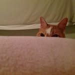 Barb Copeland - @cmomcope - Instagram
