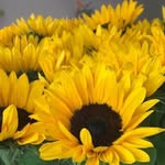 Barb Daniels Hamann - @barb.d.hamann - Instagram