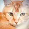 Toby the cat - @barbdoyle1 - TikTok