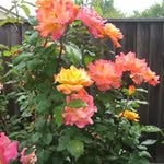 Barb Draper Kaube - @draperkaube - Instagram