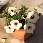 Barb Edwards - @barb.e6 - Instagram