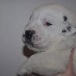 Barbara Eldred - @tank_and_rat_dog - Instagram