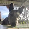 Farm Antics Mumma style - @barbelliott02 - TikTok