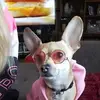 barbfp - @barbarafiddlerpel - TikTok
