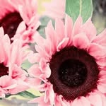 Barb Ford - @farmvgal - Instagram