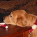 Barb Forrest - Facebook