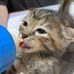 Barb Foster Kitten - Facebook