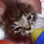 Barb_Foster_Kitten（ばーばら） - @barb_foster_kitten - Instagram