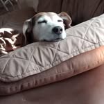 Barb Fowler - @barbrann26 - Instagram