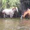 barbhamilton67 - @brooklyn1.love - TikTok