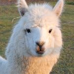 Barb Henry Gadola - @fleecefurandfeathers - Instagram