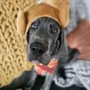 Barb Hoover - @dogsanddisney - TikTok