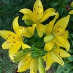 Barb Kemp - @blfkemp.47 - Instagram