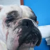 bulldogs 247 - @barbarakidd661 - TikTok