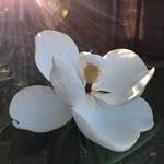 Barb Kirk - @bjkirk1 - Instagram