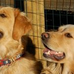 Barb Knapp - @mykibodog - Instagram