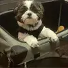 gizmo - @barbkoss1 - TikTok
