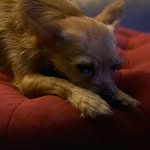 Barb Kroll - @gidgetdogmom - Instagram