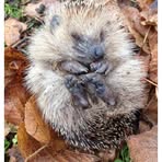 Barbara Langley - Facebook