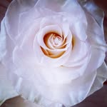 Barb Steinkamp Lawhon - @barblawhon - Instagram