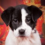 Barbara Leach - @kumipatch - Instagram