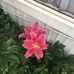 Barbara McBride - Facebook