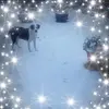 Barbara McDonnell - @barbara.mcdonnell - TikTok