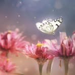 Barb McNabb - Facebook