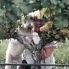 Barb Merrill Shepard - @barbmerrillshepar - TikTok