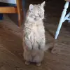 BarbMiles1954pumpkinpie - @barbmiles1954 - TikTok