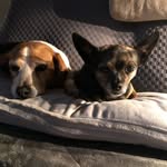 Barbara Morrissey - @morrisseybarb45 - Instagram