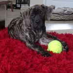 Barb Page - @katy_the_mastiff - Instagram