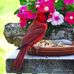 Barb Petersen - Facebook