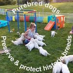 Barb Quinn - @westviewwonderlandgoldens - Instagram