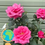Barbara Roach - Facebook