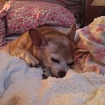 Barb Robbins - @mychubbychihuahua - Instagram