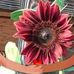 Barb Rogers - Facebook