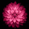 barbararoush - @barbararoush - TikTok